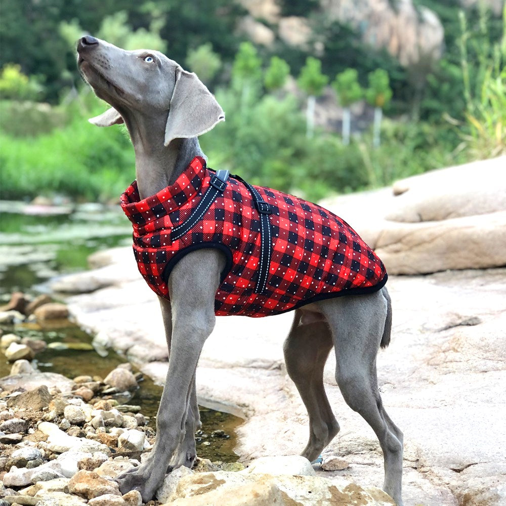 Ruffwear Dog Coat and Harness Duo