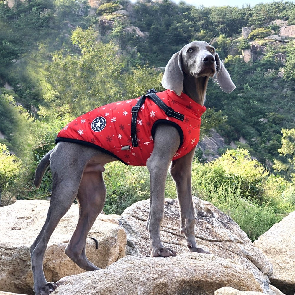 Ruffwear Dog Coat and Harness Duo